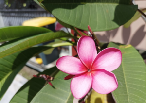 Hasil Foto Poco M3 Pro