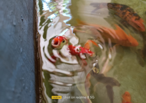 Hasil foto Realme 8 5G